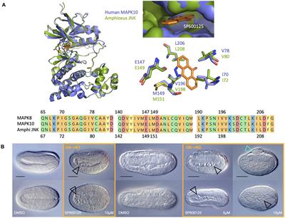JNK Mediates Differentiation, Cell Polarity and Apoptosis During Amphioxus Development by Regulating Actin Cytoskeleton Dynamics and ERK Signalling